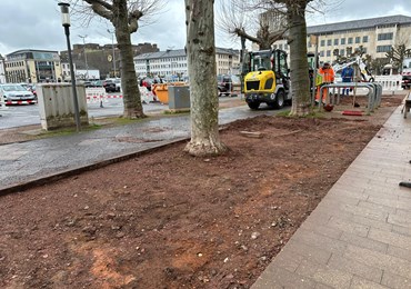 Platanen auf dem Großen Markt: Neuer Boden für stadtbildprägende Bäume