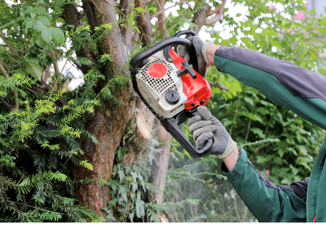 Fällung eines Baumes auf dem Friedhof Fraulautern