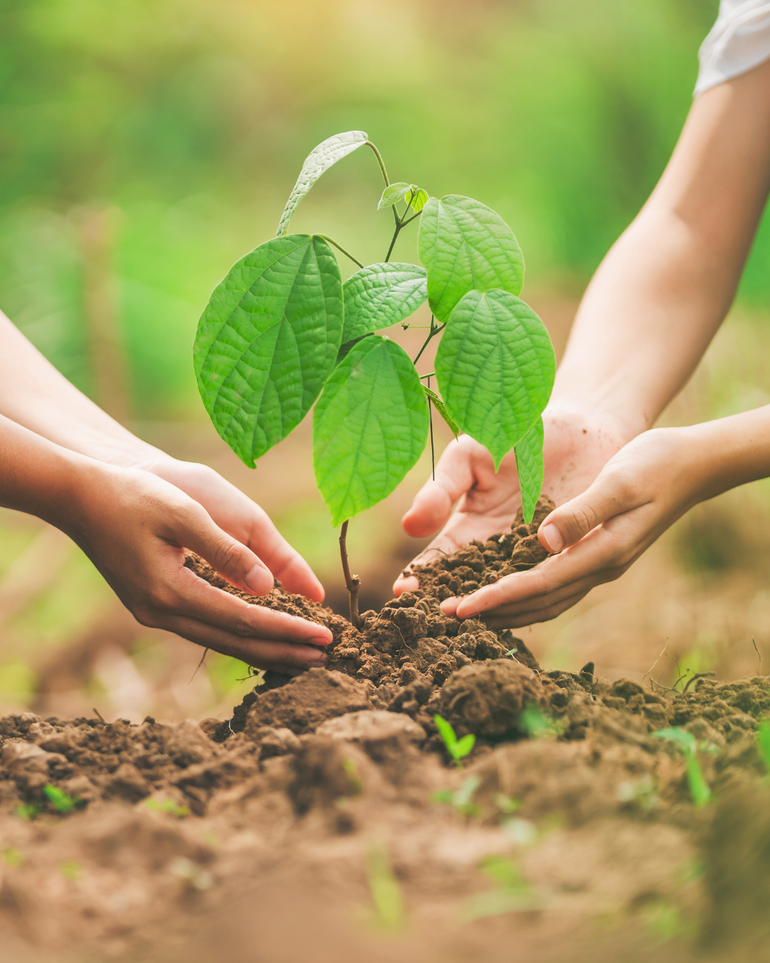 Gemeinsam KLIMASTARK  –  Ehrenamtliche Bürgerinnen und Bürger pflanzen Bäume in Roden zusammen mit der Stadt Saarlouis
